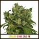 Cheese Cake CBD F1 | Indoor & Outdoor