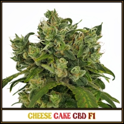 Cheese Cake CBD F1 | Indoor & Outdoor