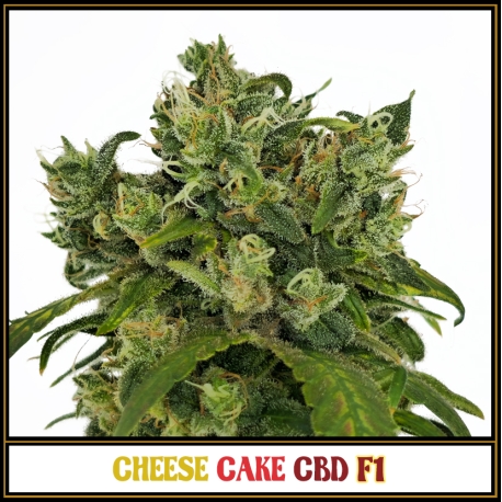 Cheese Cake CBD F1 | Indoor & Outdoor