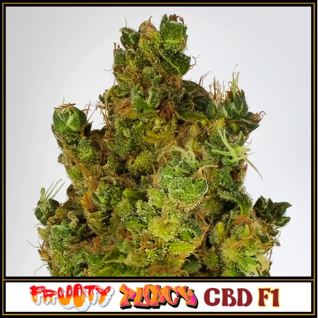 Fruity Punch CBD F1 | Indoor & Outdoor
