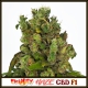 Fruity Haze CBD F1 | Indoor & Outdoor