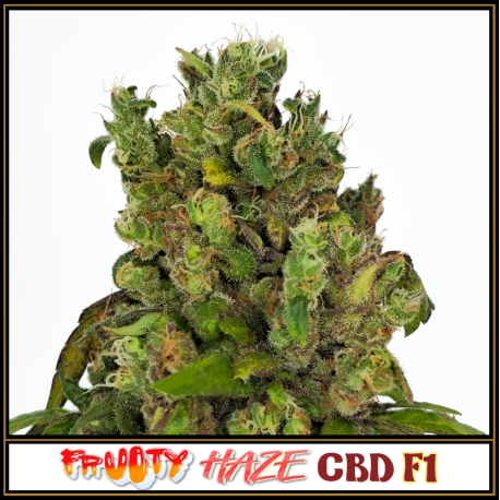 Fruity Haze CBD F1 | Indoor & Outdoor