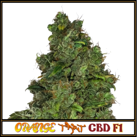 Orange Tart CBD F1 | Indoor & Outdoor