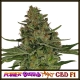 Power Berry Tart CBD F1 | Indoor & Outdoor