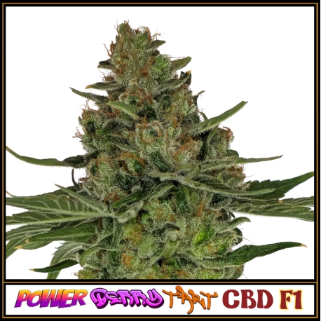 Power Berry Tart CBD F1 | Indoor & Outdoor