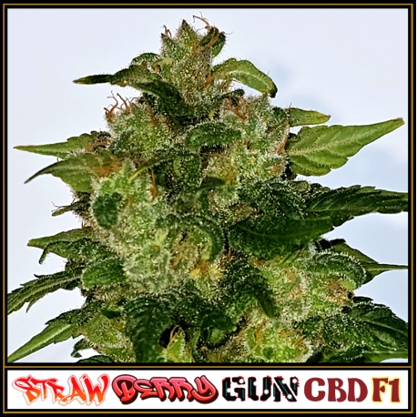 Strawberry Gun CBD F1 | Indoor & Outdoor