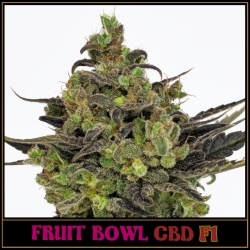 Fruit Bowl CBD F1 | Indoor & Outdoor