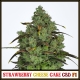 Strawberry Cheese Cake CBD F1 | Indoor & Outdoor