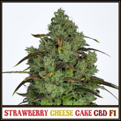 Strawberry Cheese Cake CBD F1 | Indoor & Outdoor