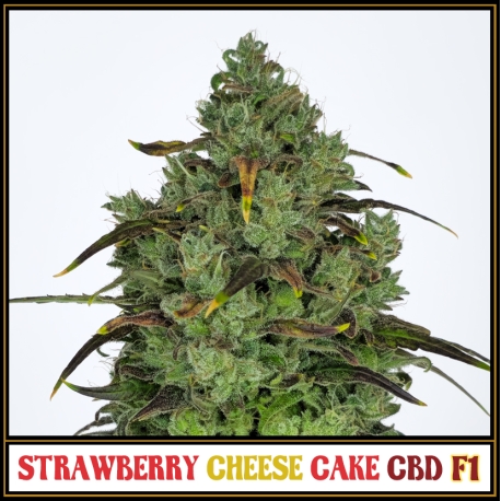 Strawberry Cheese Cake CBD F1 | Indoor & Outdoor
