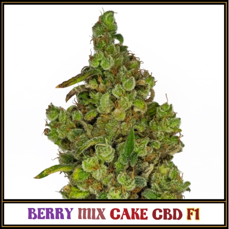 Berry Mix Cake CBD F1 | Indoor & Outdoor