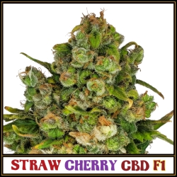 Straw Cherry CBD F1 | Indoor & Outdoor