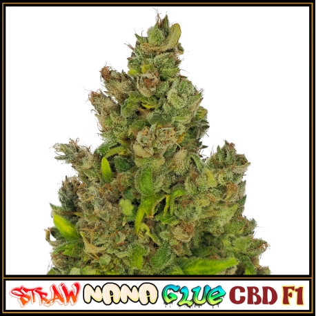 Strawnana Glue CBD F1 | Indoor & Outdoor