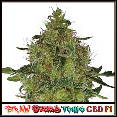 Strawberry Tonic CBD F1 | Indoor & Outdoor