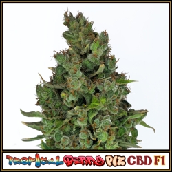 Tropical Berry Pie CBD F1 | Indoor & Outdoor