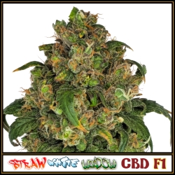 Straw White Widow CBD F1 | Indoor & Outdoor