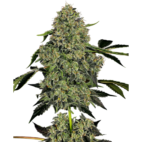 OG Kush Automatic | Feminised, Auto, Indoor & Outdoor