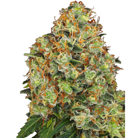 Sweet Tangerine Tango Automatic | Feminised, Auto, Indoor & Outdoor