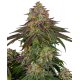 Sweet Cherry Kush | Feminised, Indoor & Outdoor