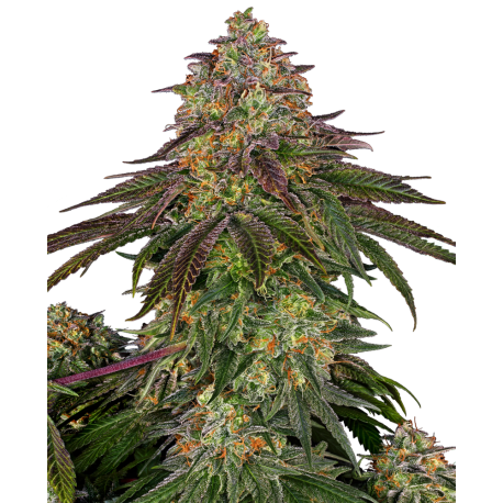 Sweet Cherry Kush | Feminised, Indoor & Outdoor
