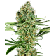 Critical Runtz | Feminised, Indoor & Outdoor