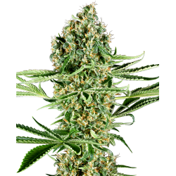 Critical Runtz | Feminised, Indoor & Outdoor