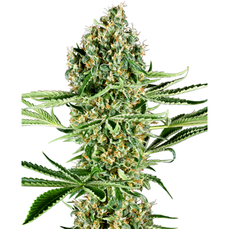 Critical Runtz | Feminised, Indoor & Outdoor