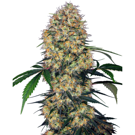 Sensi Amnesia XXL Automatic | Feminised, Auto, Indoor & Outdoor