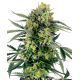 Blueberry Zkittlez Automatic | Feminised, Auto, Indoor & Outdoor
