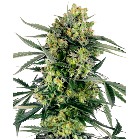 Blueberry Zkittlez Automatic | Feminised, Auto, Indoor & Outdoor