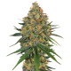 White Cheese | Feminised, Indoor & Outdoor
