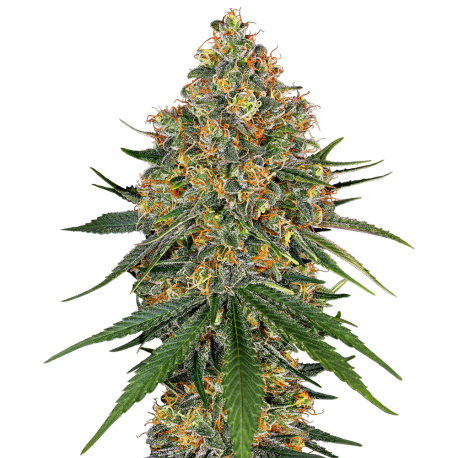 White Cheese | Feminised, Indoor & Outdoor