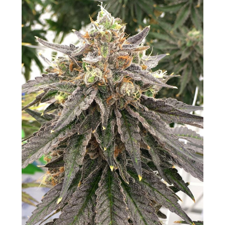 Mouse Trap | Indoor & Outdoor