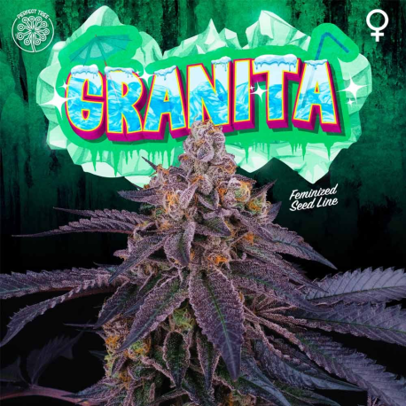 Granita | Feminised, Indoor & Outdoor