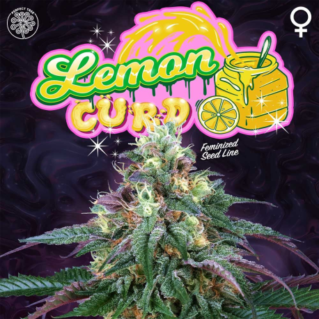 Lemon Curd | Feminised, Indoor & Outdoor