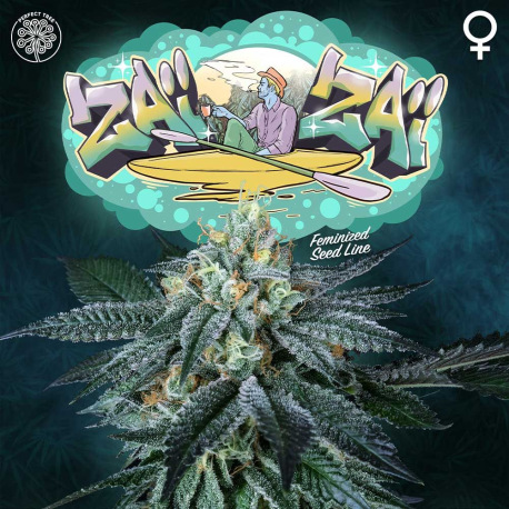 ZaiZai | Feminised, Indoor & Outdoor