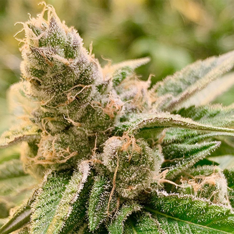 Tangerine Somali | Indoor & Outdoor