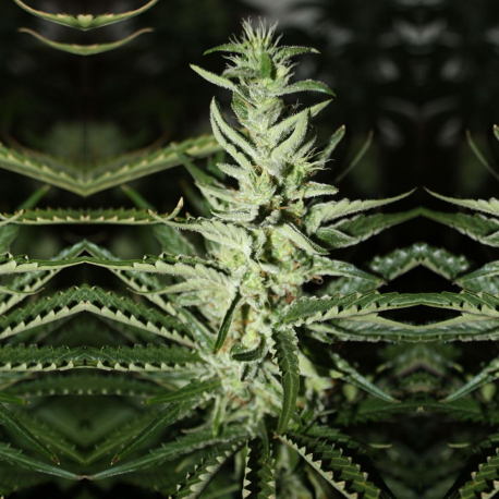 Somali Taxi Ride | Indoor & Outdoor