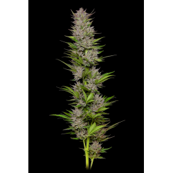 Don Carlos | Feminised, Indoor & Outdoor