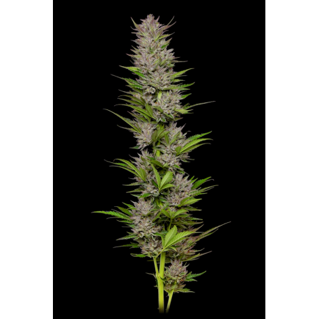 Don Carlos | Feminised, Indoor & Outdoor