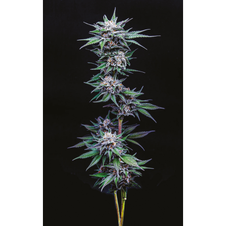 Blueberry Pancakes | Feminised, Indoor & Outdoor