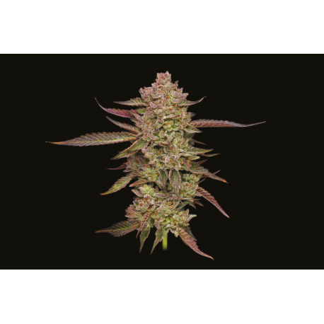 Gazzurple | Feminised, Indoor & Outdoor