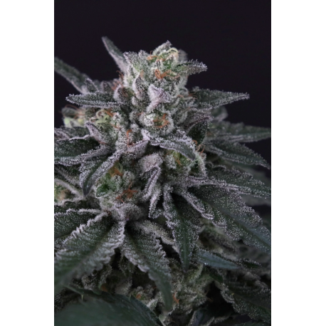 Gulupa | Feminised, Indoor & Outdoor