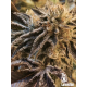 Corleone Kush | Feminised, Indoor & Outdoor