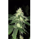 Lemon Tart | Feminised, Indoor & Outdoor