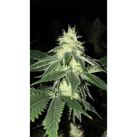 Lemon Tart | Feminised, Indoor & Outdoor