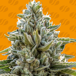 Frosted Guava | Feminised, Indoor & Outdoor