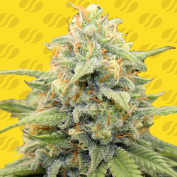 Apple Fritter Auto | Feminised, Auto, Indoor & Outdoor