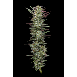 Notorious THC | Indoor & Outdoor