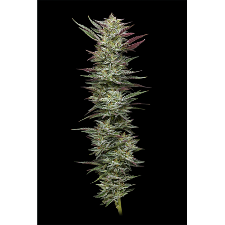 Notorious THC | Indoor & Outdoor